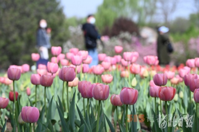 河北石家庄市植物园第十六届郁金香文化节开幕