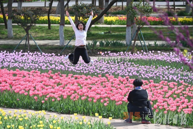 河北石家庄市植物园第十六届郁金香文化节开幕