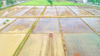 江西丰城：“三大平台”显能手 种粮大户不再“愁”