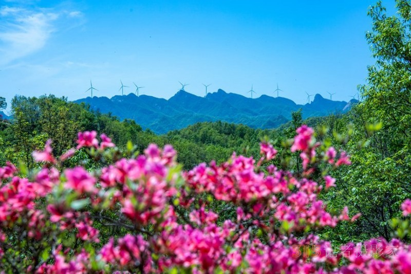 河南鲁山：杜鹃花开满山岗 