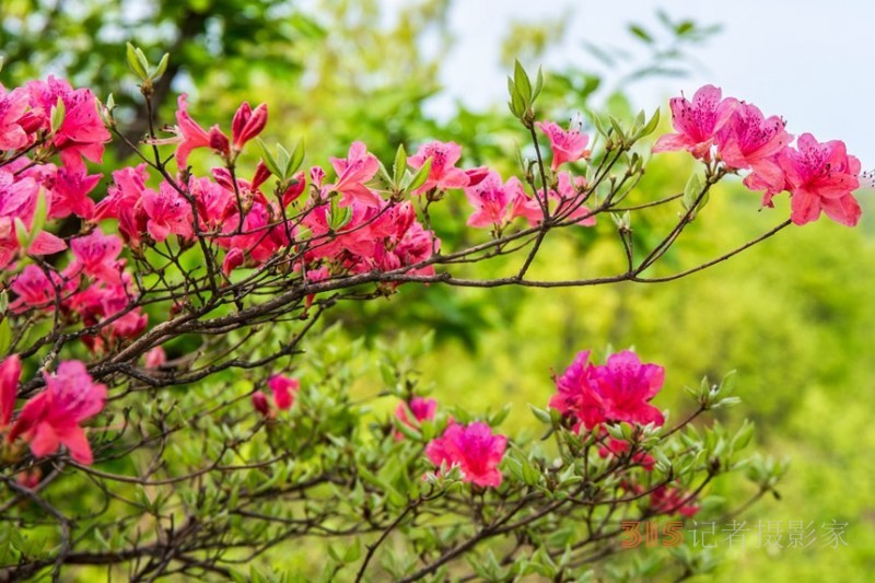 河南鲁山：杜鹃花开满山岗 