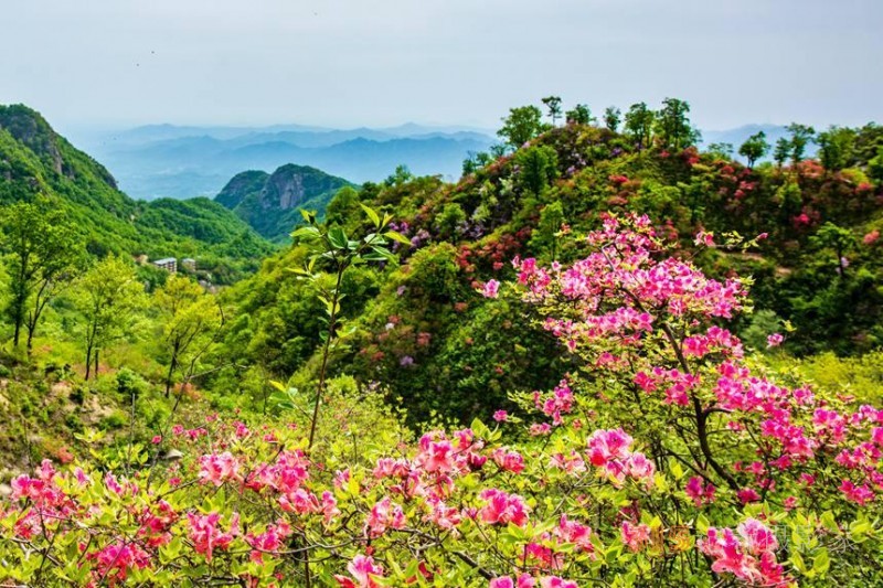 河南鲁山：杜鹃花开满山岗 