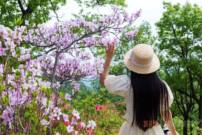 河南鲁山：杜鹃花开满山岗 