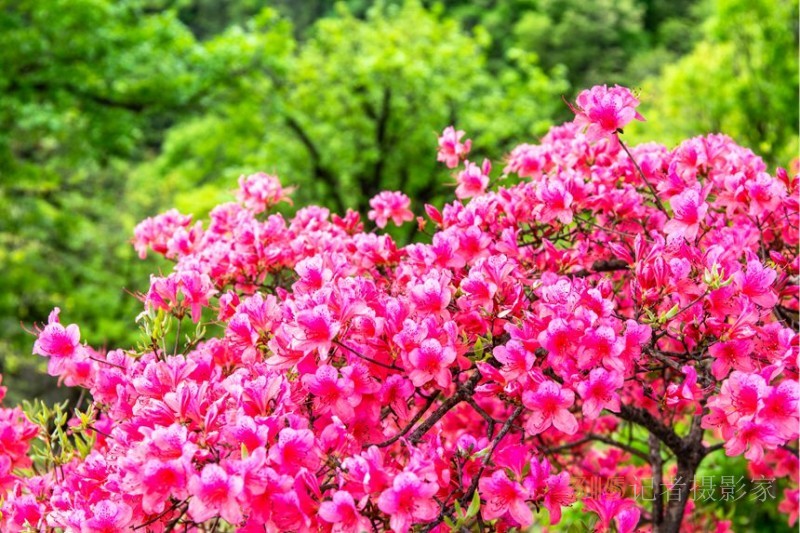 河南鲁山：杜鹃花开满山岗 