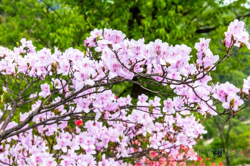 河南鲁山：杜鹃花开满山岗 