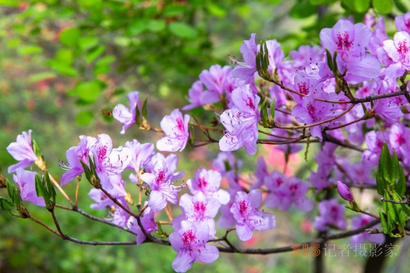 河南鲁山：杜鹃花开满山岗 