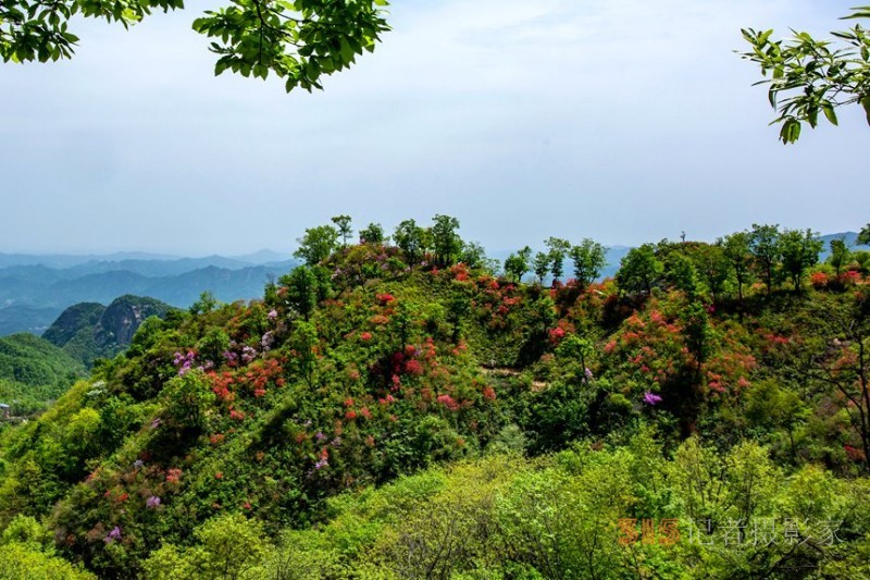 河南鲁山：杜鹃花开满山岗 