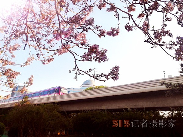 海棠开罢春将尽——李月手机拍图