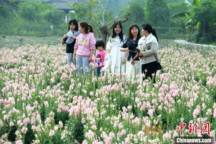 市民在孔元村赏花。 王东明 摄