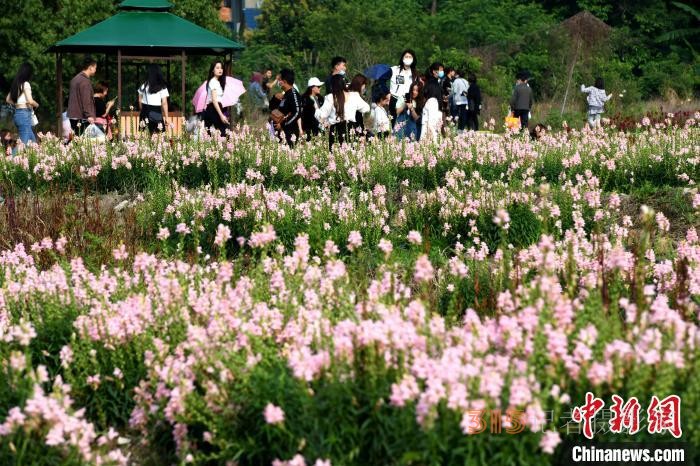 市民在孔元村赏花。 王东明 摄