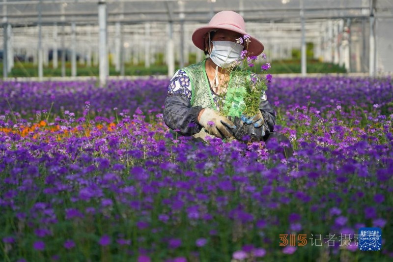 鲜花绽放致富路