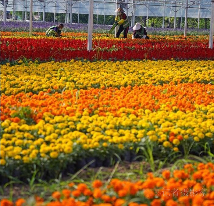 鲜花绽放致富路