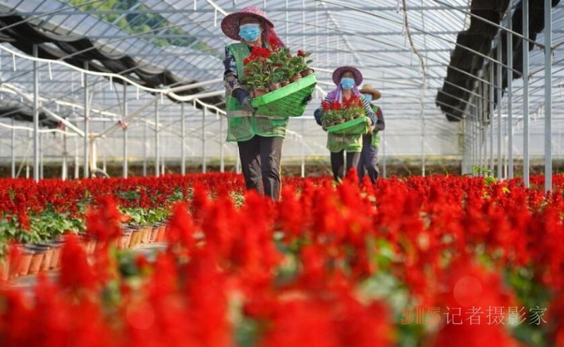 鲜花绽放致富路