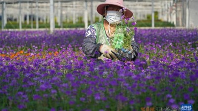 鲜花绽放致富路
