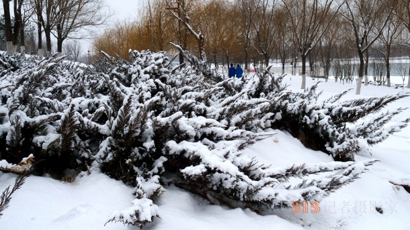 2月的雪