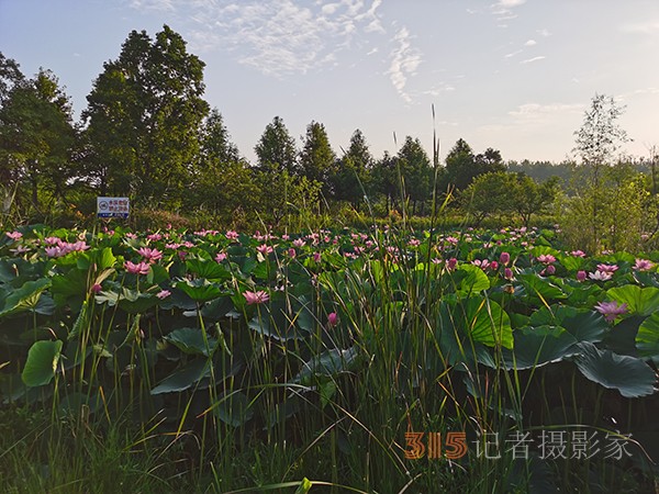 周家鸿手机拍图——