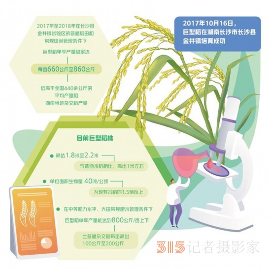 巨型稻：产量如何 口感咋样