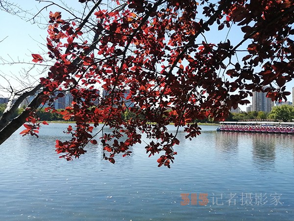 重阳节的蔚蓝天空粉黛草