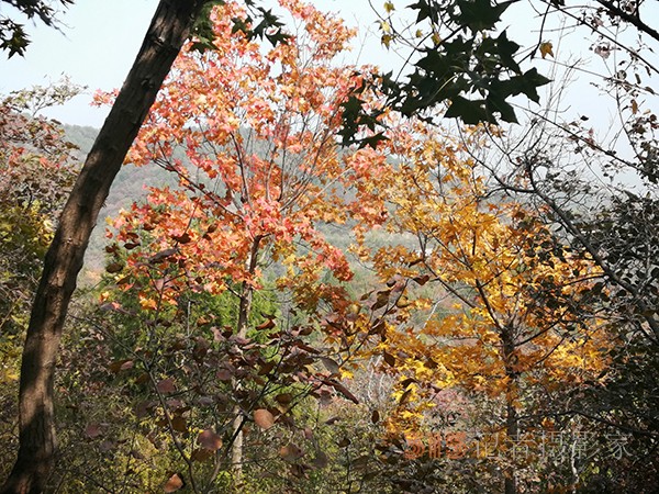 北宫森林公园——登高初见彩叶