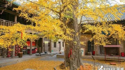 山西晋城：千年古刹银杏黄