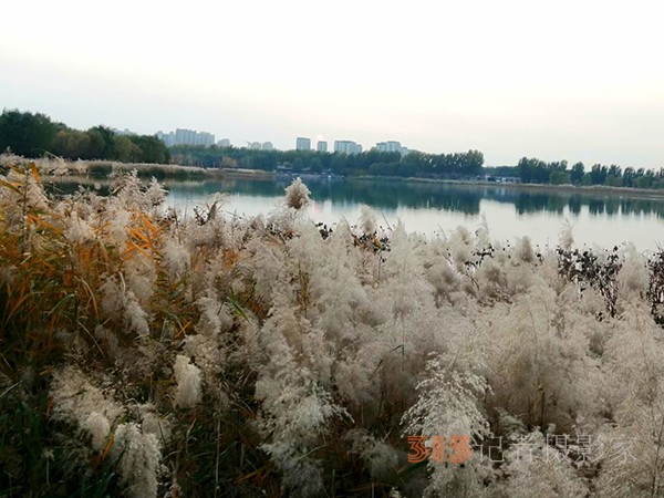 只有此物傲白头——南海子公园芦苇