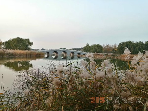 只有此物傲白头——南海子公园芦苇