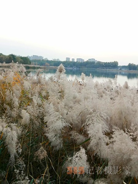 只有此物傲白头——南海子公园芦苇