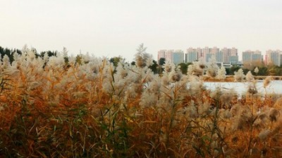 唯有此君傲白头——南海子公园芦苇