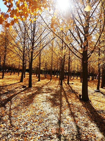 红枫染天 黄金铺地——身边深秋美景