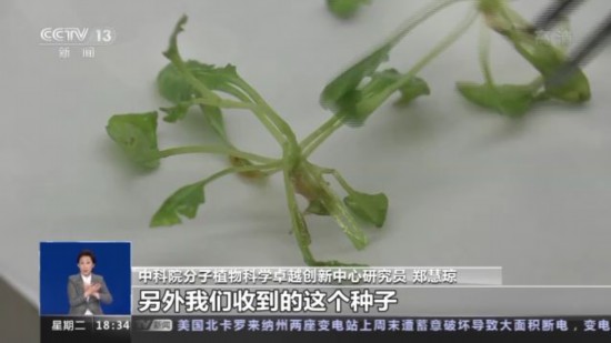 神十四乘组带回植物种子 “太空植物”生长有何奥秘？