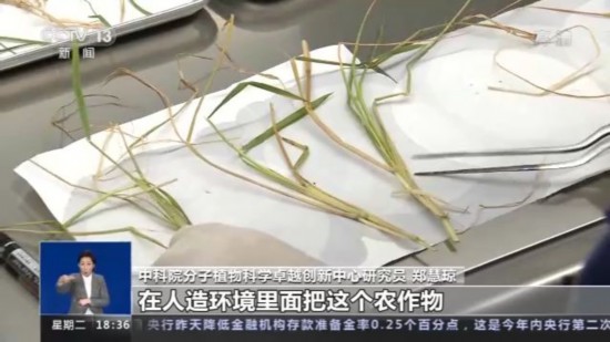 神十四乘组带回植物种子 “太空植物”生长有何奥秘？