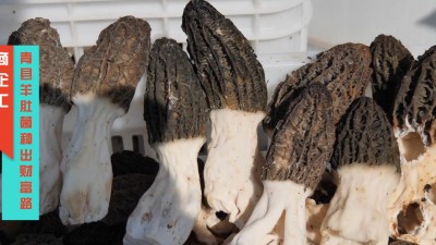 商企汇：河北青县羊肚菌种出财富路