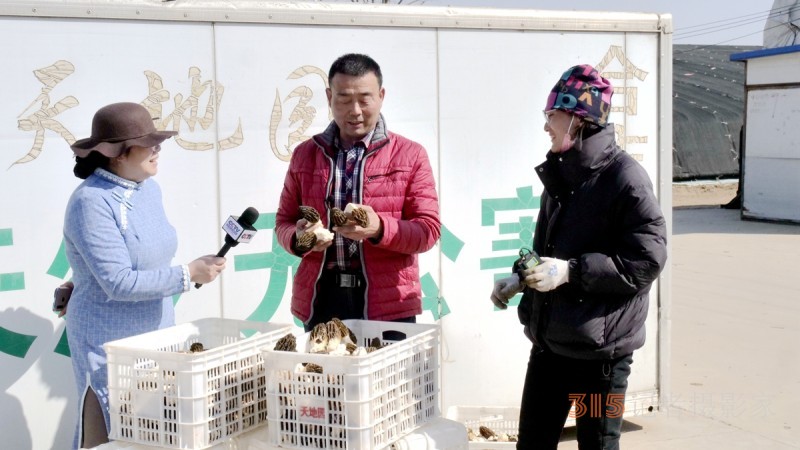 商企汇：青县羊肚菌种出财富路