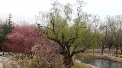 北京市发布10条春花烂漫主题旅游线路