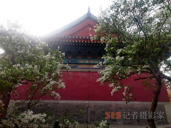 花开法源寺——李月手机拍图