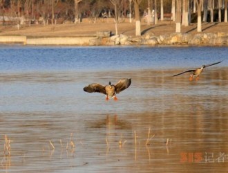 南海子公园大雁与绿头鸭等