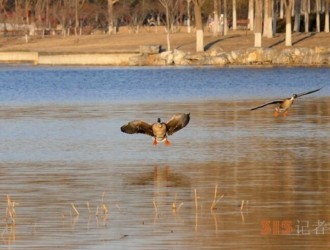 南海子公园大雁与绿头鸭等