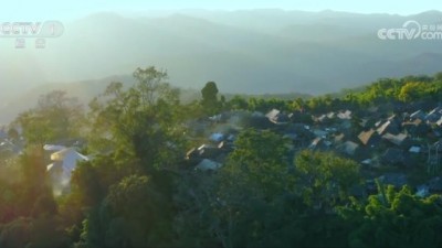 “普洱景迈山古茶林文化景观”列入《世界文化遗产名录》 景迈山古茶林的千年智慧传奇
