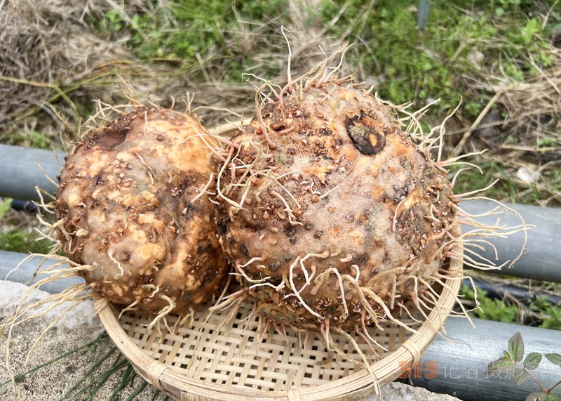云南省麻栗坡县：小魔芋，撑起致富大产业