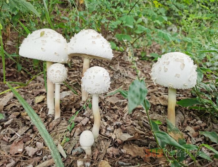 周家鸿手机拍图——野蘑菇和雨中紫薇花