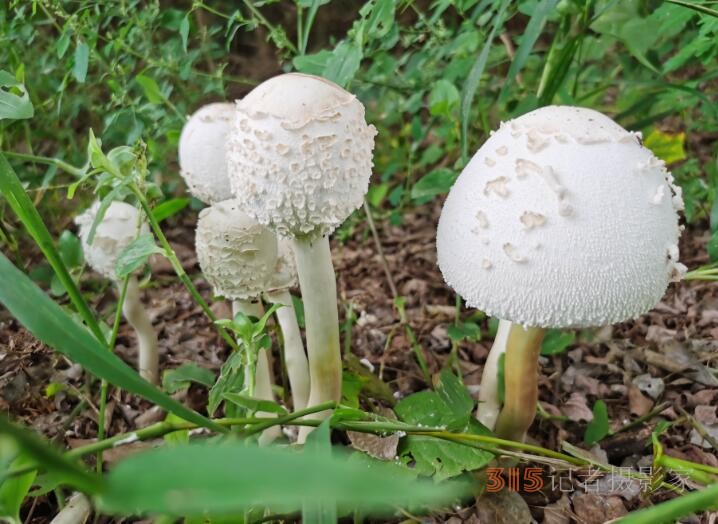 周家鸿手机拍图——野蘑菇和雨中紫薇花