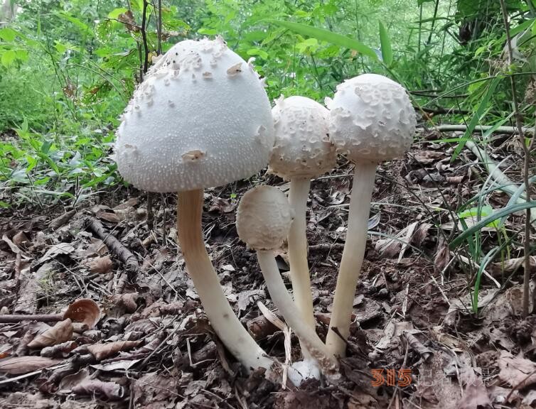 周家鸿手机拍图——野蘑菇和雨中紫薇花