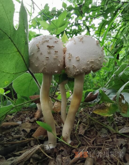 周家鸿手机拍图——野蘑菇和雨中紫薇花