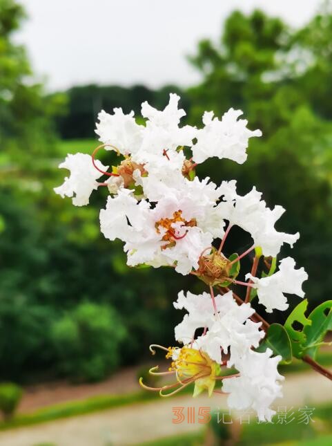 周家鸿手机拍图——野蘑菇和雨中紫薇花