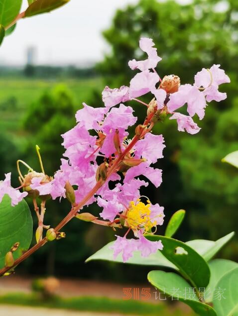 周家鸿手机拍图——野蘑菇和雨中紫薇花