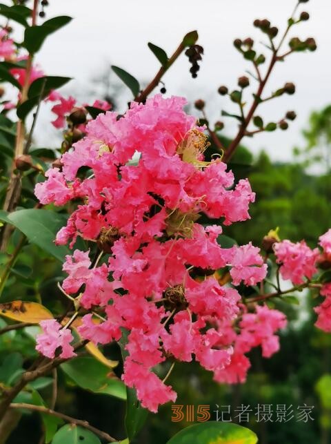 周家鸿手机拍图——野蘑菇和雨中紫薇花