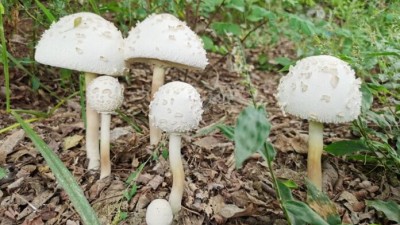 周家鸿手机拍图——野蘑菇和雨中紫薇花