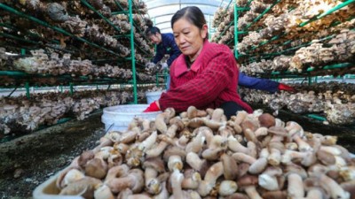 信阳市光山县：金秋香菇采收忙
