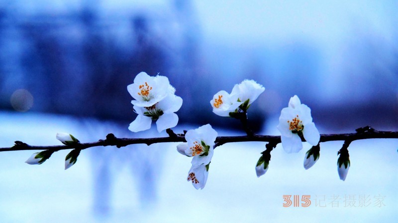 诗书摄影：李月写雪的诗