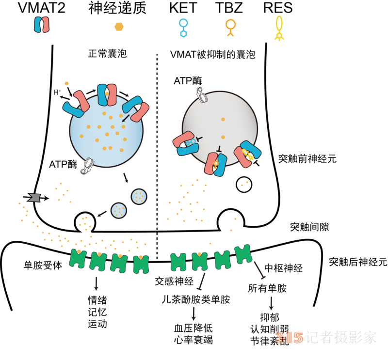 科学家揭秘大脑如何运输“快乐荷尔蒙”